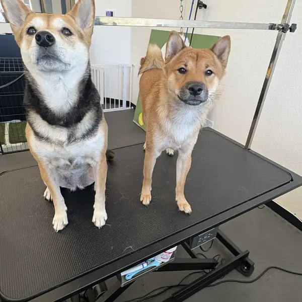 Professional pet grooming at K9 Rox Club Las Vegas